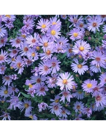 Aster, Symphyotrichum dumosum 'Wood's Light Blue' Rice Button Aster 1Q