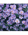 Aster, Symphyotrichum dumosum 'Wood's Light Blue' Rice Button Aster 1Q