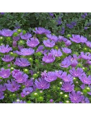 Stokesia laevis 'Peachie's Pick' NATIVE