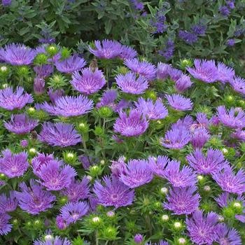 Stokesia laevis 'Peachie's Pick' NATIVE