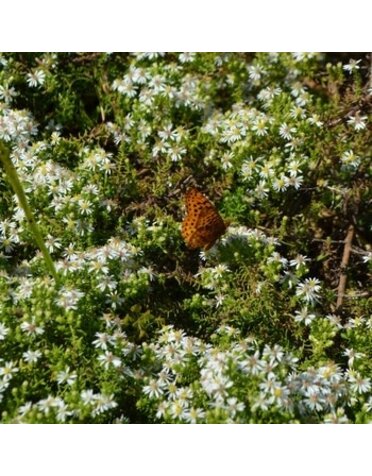 Aster, Symphyotrichum ericoides 'Snow Flurry' Heath Aster 1G NATIVE