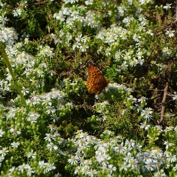 Aster, Symphyotrichum ericoides 'Snow Flurry' Heath Aster 1G NATIVE