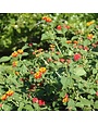 Lantana, Lantana camara 'Miss Huff' (Perennial) 1G
