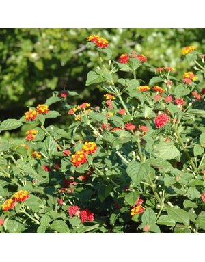 Lantana, Lantana camara 'Miss Huff' (Perennial) 4"