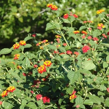 Lantana, Lantana camara 'Miss Huff' (Perennial) 4"