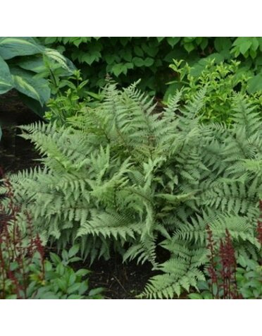Fern, Athyrium niponicum x 'Ghost' 2.5" Ghost Lady Fern