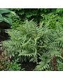 Fern, Athyrium niponicum x 'Ghost' 2.5" Ghost Lady Fern