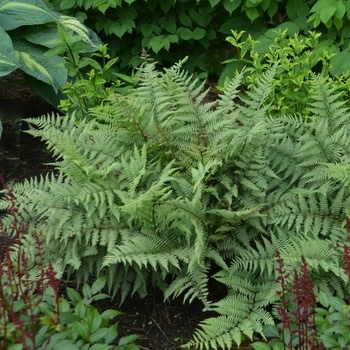 Fern, Athyrium niponicum x 'Ghost' 2.5" Ghost Lady Fern