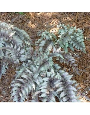 Fern, Athyrium niponicum var. pictum 'Japanese Painted Fern' (Painted) 1G