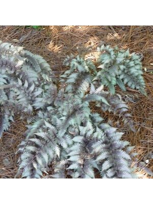 Fern, Athyrium niponicum var. pictum 'Japanese Painted Fern' (Painted) 1G Fern, Athyrium niponicum var. pictum 'Japanese Painted Fern' (Painted) 1G