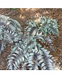 Fern, Athyrium niponicum var. pictum 'Japanese Painted Fern' (Painted) 1G