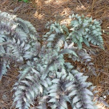 Fern, Athyrium niponicum var. pictum 'Japanese Painted Fern' (Painted) 1G