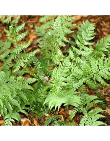 Fern, Dryopteris marginalis 'Marginal Wood Fern' 1G