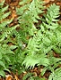 Fern, Dryopteris marginalis 'Marginal Wood Fern' 1G