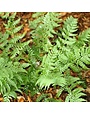 Fern, Dryopteris marginalis 'Marginal Wood Fern' 1G
