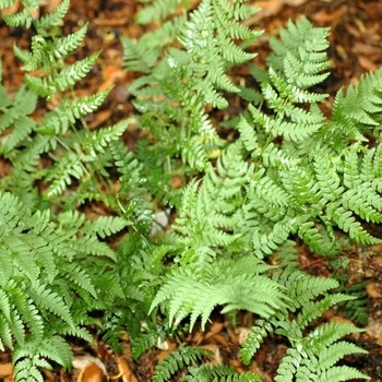 Fern, Dryopteris marginalis 'Marginal Wood Fern' 1G