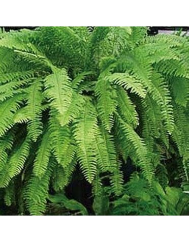 Fern, Nephrolepis exaltata 'Boston Fern' 10"HB