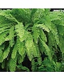 Fern, Nephrolepis exaltata 'Boston Fern' 10"HB