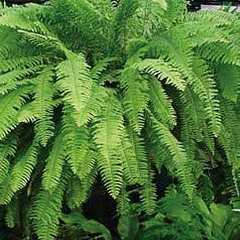 Fern, Nephrolepis exaltata 'Boston Fern' 10"HB