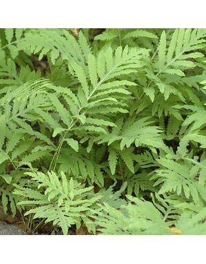 Fern, Onoclea sensiblilis 'Sensitive Fern' 1G