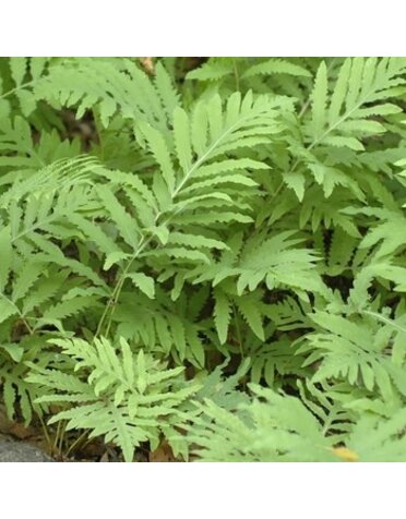 Fern, Onoclea sensiblilis 'Sensitive Fern' 1G