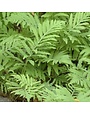 Fern, Onoclea sensiblilis 'Sensitive Fern' 1G