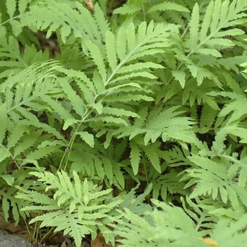 Fern, Onoclea sensiblilis 'Sensitive Fern' 1G