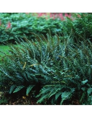 Fern, Polystichum acrostichoides 'Christmas Fern' 1Q