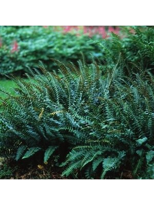 Fern, Polystichum acrostichoides 'Christmas Fern' 1Q