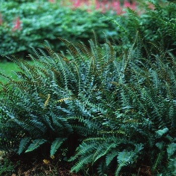 Fern, Polystichum acrostichoides 'Christmas Fern' 1Q