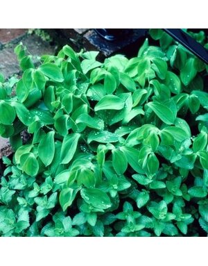 Bellwort, Uvularia sessilifolia 'Wild Oats' 1G NATIVE