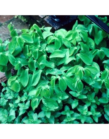 Bellwort, Uvularia sessilifolia 'Wild Oats' 1Q NATIVE