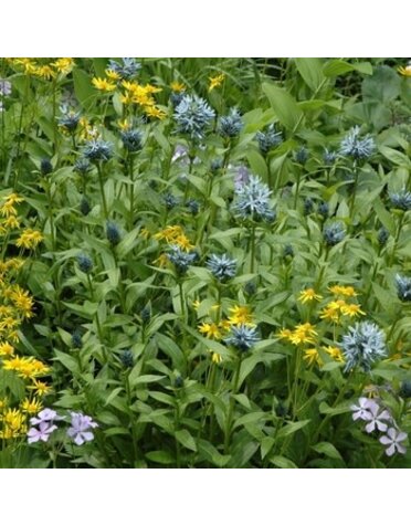 Solomon's Seal, Polygonatum biflorum 'Solomon's Seal' 1G NATIVE