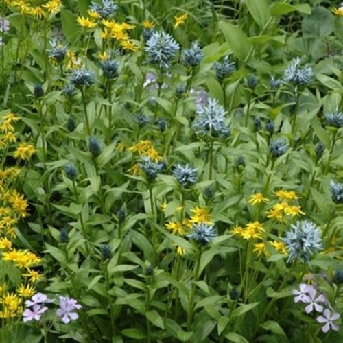 Solomon's Seal, Polygonatum biflorum 'Solomon's Seal' 1G NATIVE