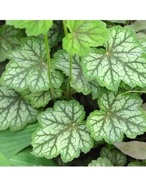 Coral Bells, Heuchera americana 'Dales Strain' 1G NATIVE