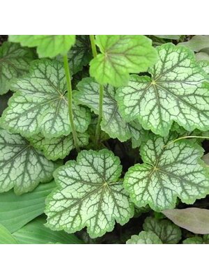 Coral Bells, Heuchera americana 'Dales Strain' 1G NATIVE