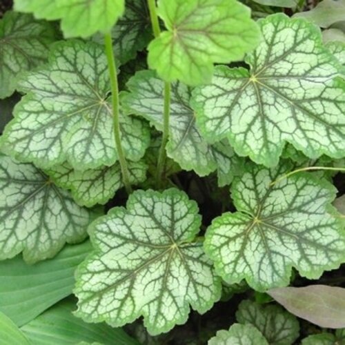 Coral Bells, Heuchera americana 'Dales Strain' 1G NATIVE