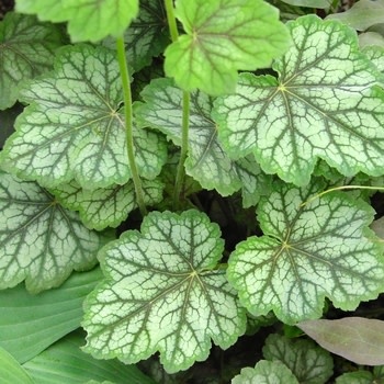 Coral Bells, Heuchera americana 'Dales Strain' 1G NATIVE