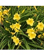 Daylily, Hemerocallis 'Happy Returns' 1G