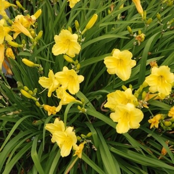 Daylily, Hemerocallis 'Happy Returns' 1G