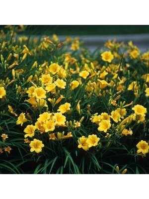Daylily, Hemerocallis 'Stella de Oro' 1G