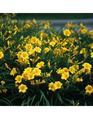 Daylily, Hemerocallis 'Stella de Oro' 1G