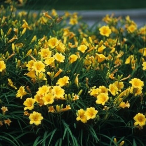 Daylily, Hemerocallis 'Stella de Oro' 1G