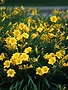 Daylily, Hemerocallis 'Stella de Oro' 1G