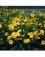 Daylily, Hemerocallis 'Stella de Oro' 1G