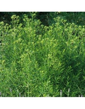 Mountain Mint, Pycnanthemum tenuifolium 'Narrowleaf' 1G