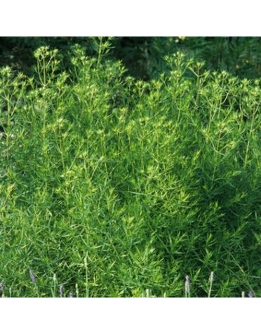 Mountain Mint, Pycnanthemum tenuifolium 'Narrowleaf' 1G