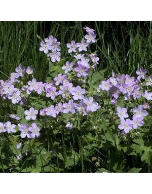 Geranium, Geranium maculatum 'Wild Geranium' 1G NATIVE