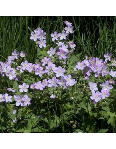 Geranium, Geranium maculatum 'Wild Geranium' 1G NATIVE