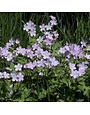 Geranium, Geranium maculatum 'Wild Geranium' 1G NATIVE